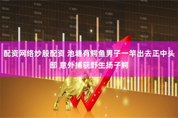 配资网络炒股配资 池塘有鳄鱼男子一竿出去正中头部 意外捕获野生扬子鳄